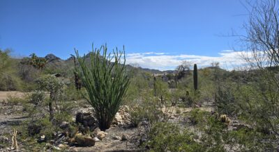 Saguaro cactus on a lot able to be split into four new lots near Piestawa Peak.