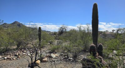 Saguaro cactus in the desert with mountains in the background on a lot able to be split into four new lots near Piestawa Peak.